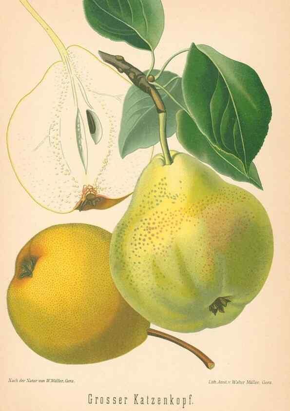 Reproducción/Reproduction 41361505625: Aepfel und Birnen,. Berlin,Paul Parey,1894.. 