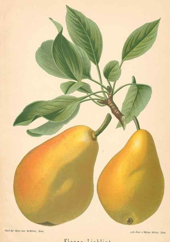Reproducción/Reproduction 41541621804: Aepfel und Birnen,. Berlin,Paul Parey,1894.. 