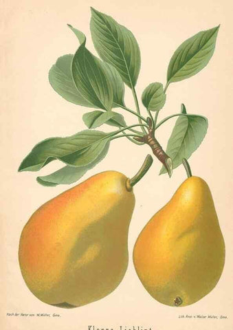Reproducción/Reproduction 41541621804: Aepfel und Birnen,. Berlin,Paul Parey,1894.. 
