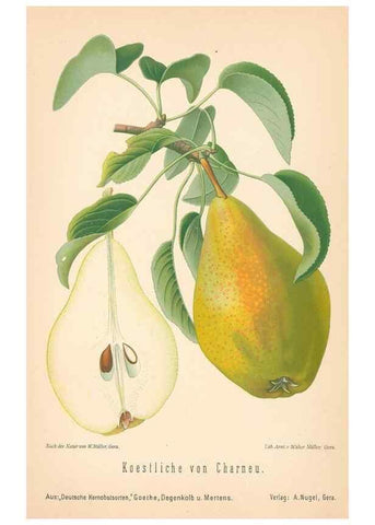Reproducción/Reproduction 28389703708: Aepfel und Birnen,. Berlin,Paul Parey,1894.. 