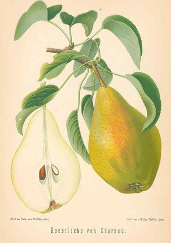 Reproducción/Reproduction 28389703708: Aepfel und Birnen,. Berlin,Paul Parey,1894.. 