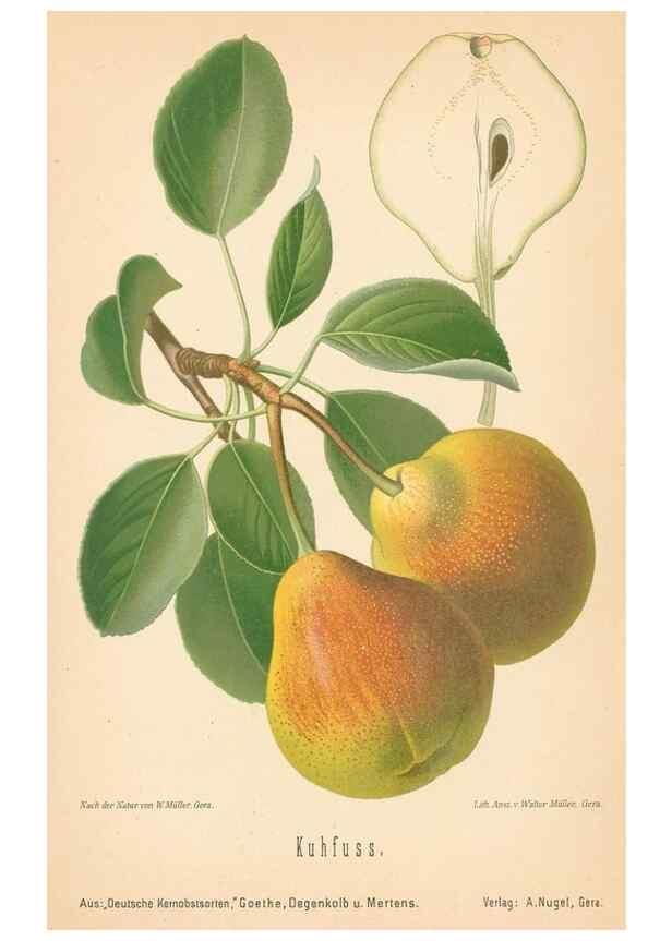 Reproducción/Reproduction 27392614317: Aepfel und Birnen,. Berlin,Paul Parey,1894.. 
