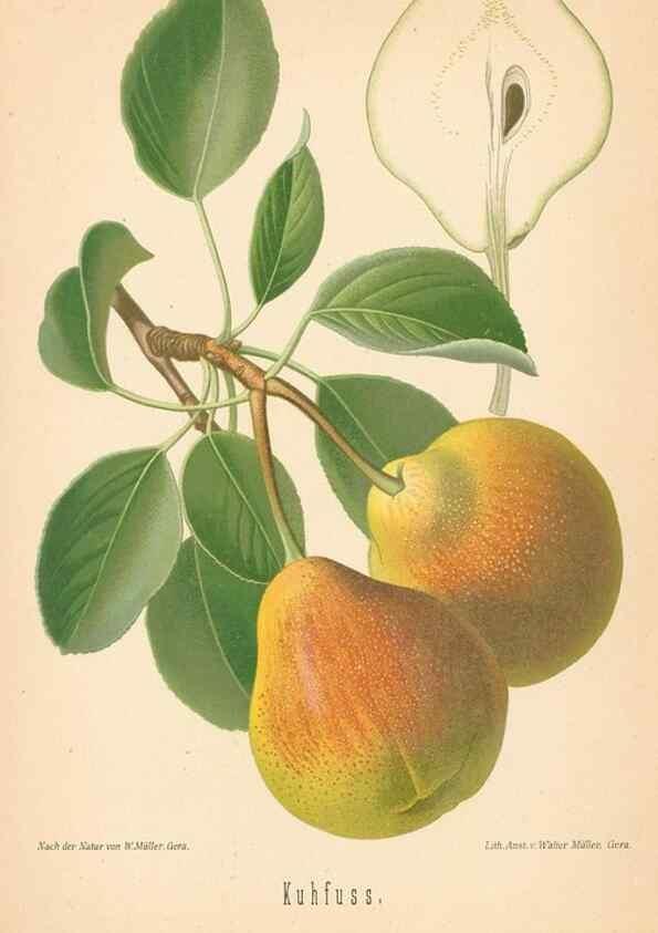 Reproducción/Reproduction 27392614317: Aepfel und Birnen,. Berlin,Paul Parey,1894.. 
