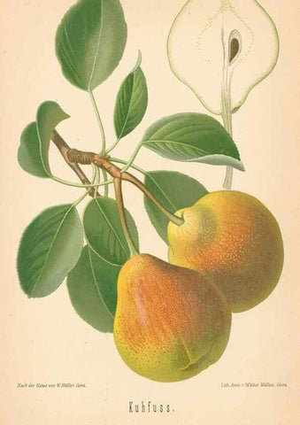 Reproducción/Reproduction 27392614317: Aepfel und Birnen,. Berlin,Paul Parey,1894.. 