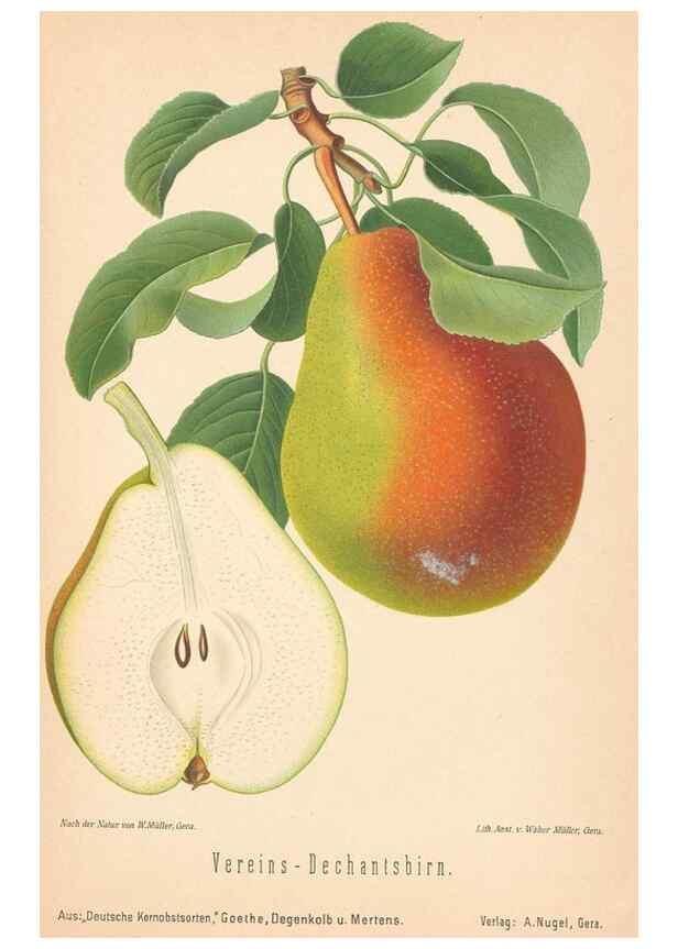 Reproducción/Reproduction 27392578337: Aepfel und Birnen,. Berlin,Paul Parey,1894.. 