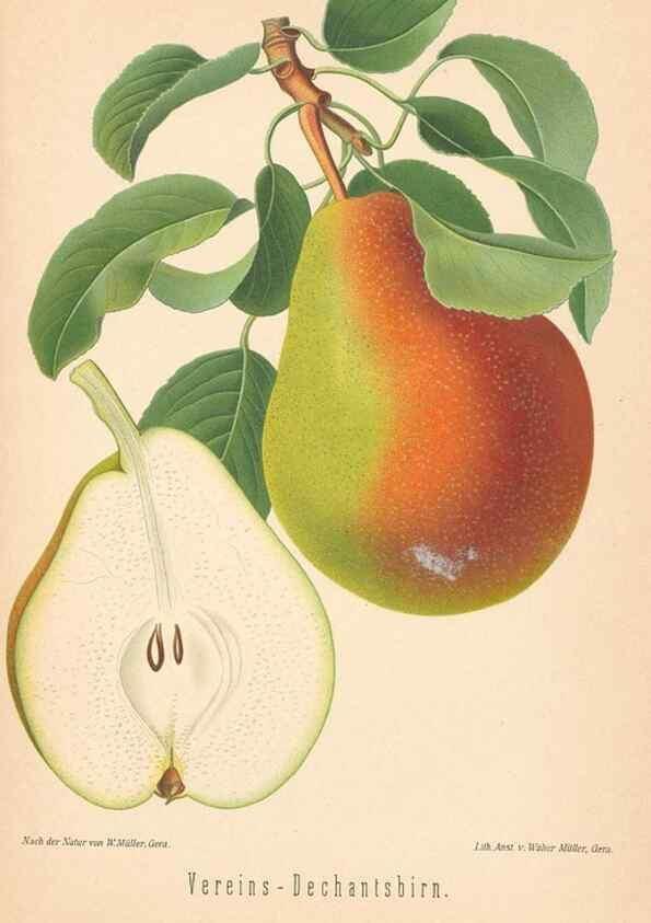 Reproducción/Reproduction 27392578337: Aepfel und Birnen,. Berlin,Paul Parey,1894.. 