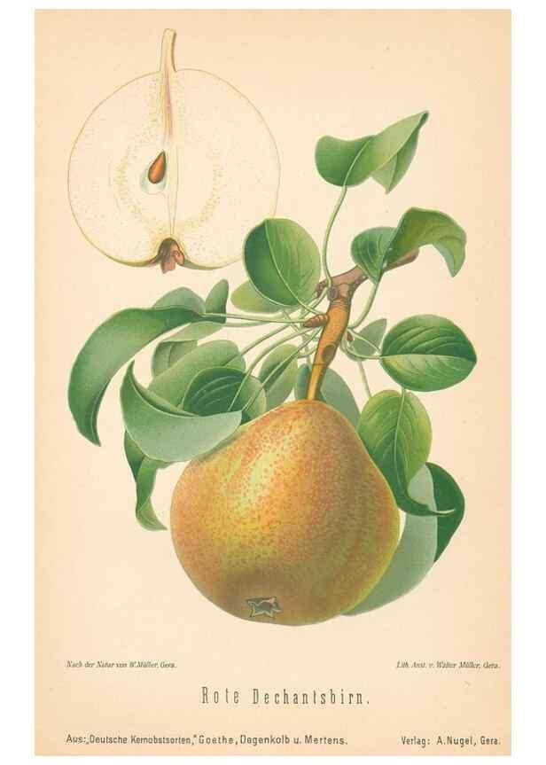 Reproducción/Reproduction 28389649598: Aepfel und Birnen,. Berlin,Paul Parey,1894.. 