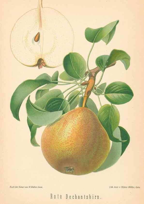 Reproducción/Reproduction 28389649598: Aepfel und Birnen,. Berlin,Paul Parey,1894.. 