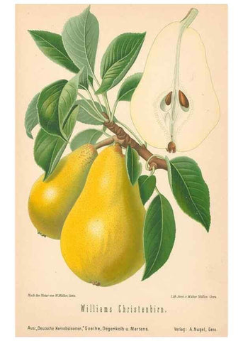 Reproducción/Reproduction 27392575647: Aepfel und Birnen,. Berlin,Paul Parey,1894.. 