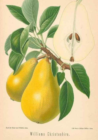 Reproducción/Reproduction 27392575647: Aepfel und Birnen,. Berlin,Paul Parey,1894.. 