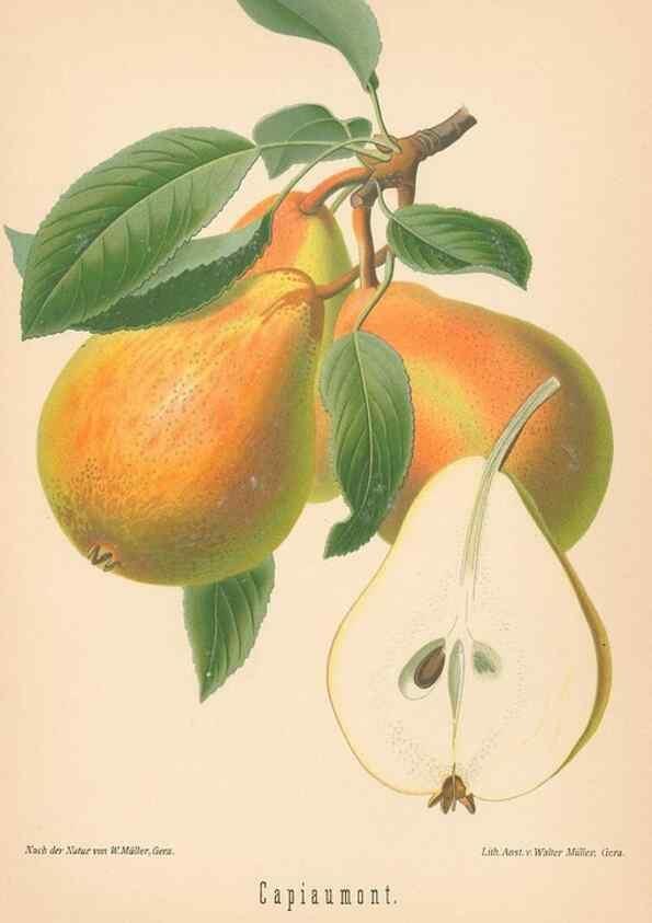 Reproducción/Reproduction 27392574277: Aepfel und Birnen,. Berlin,Paul Parey,1894.. 