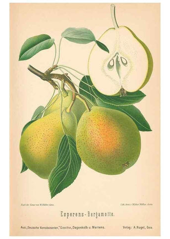 Reproducción/Reproduction 41361437545: Aepfel und Birnen,. Berlin,Paul Parey,1894.. 
