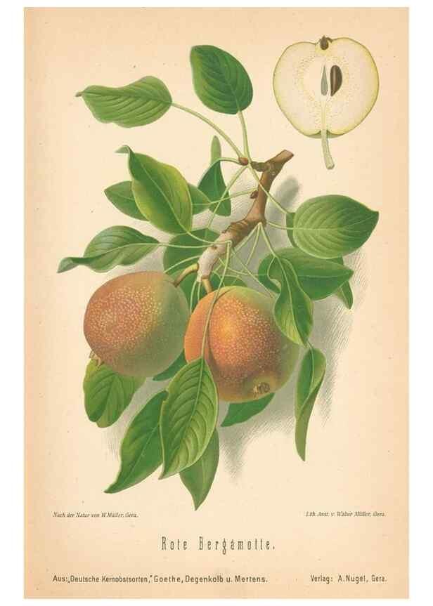 Reproducción/Reproduction 41361439615: Aepfel und Birnen,. Berlin,Paul Parey,1894.. 