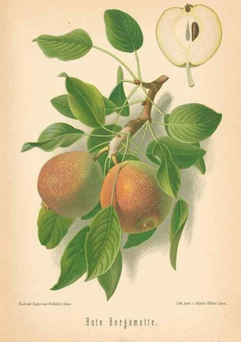 Reproducción/Reproduction 41361439615: Aepfel und Birnen,. Berlin,Paul Parey,1894.. 