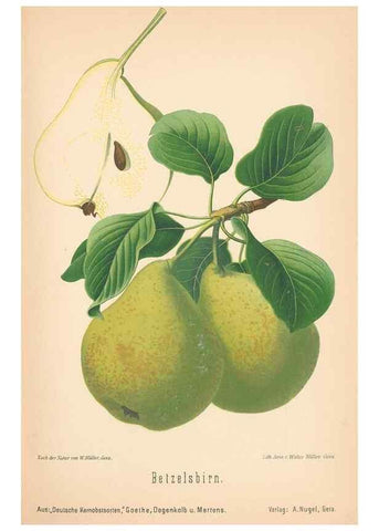 Reproducción/Reproduction 42263412731: Aepfel und Birnen,. Berlin,Paul Parey,1894.. 