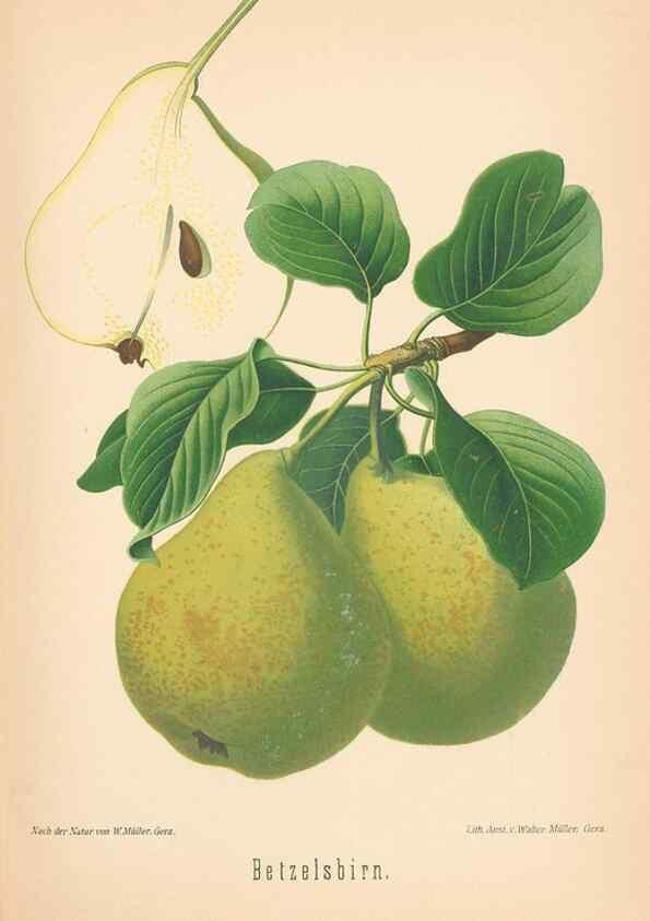 Reproducción/Reproduction 42263412731: Aepfel und Birnen,. Berlin,Paul Parey,1894.. 