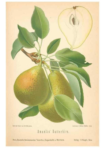 Reproducción/Reproduction 42263415771: Aepfel und Birnen,. Berlin,Paul Parey,1894.. 