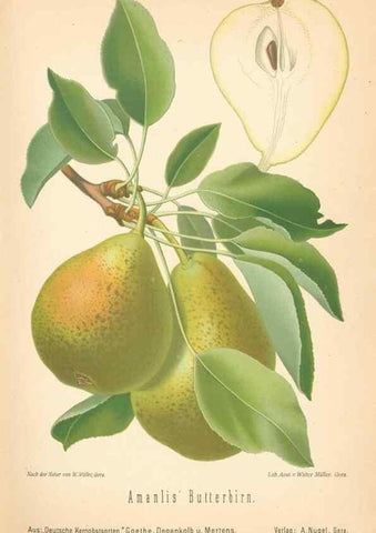 Reproducción/Reproduction 42263415771: Aepfel und Birnen,. Berlin,Paul Parey,1894.. 