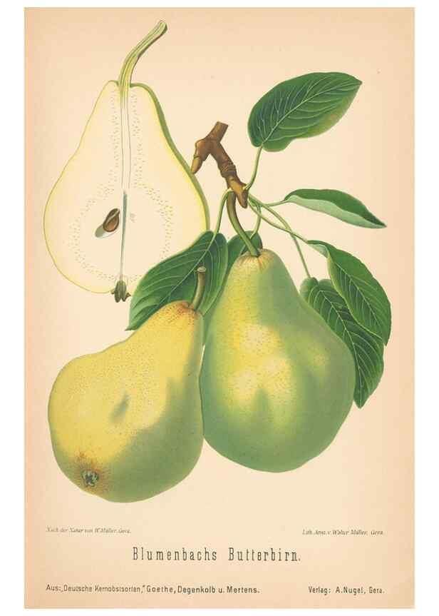 Reproducción/Reproduction 27392551137: Aepfel und Birnen,. Berlin,Paul Parey,1894.. 