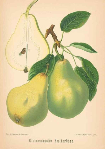 Reproducción/Reproduction 27392551137: Aepfel und Birnen,. Berlin,Paul Parey,1894.. 