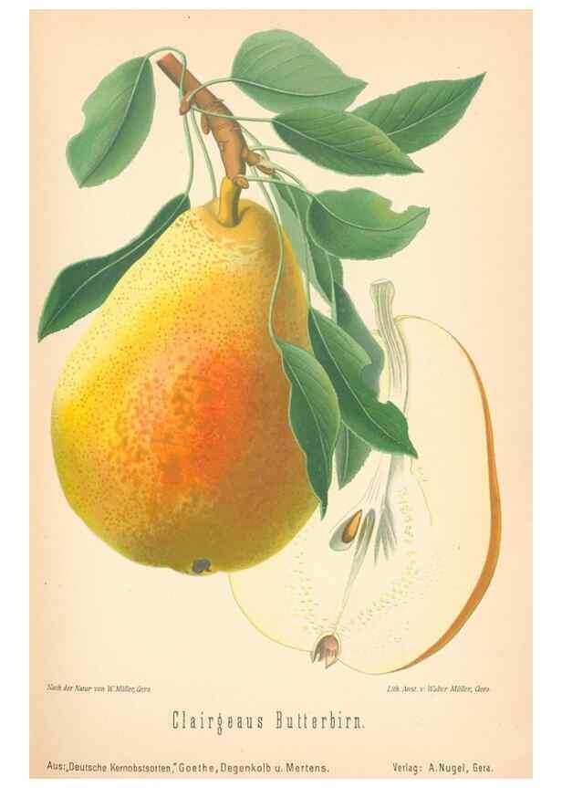 Reproducción/Reproduction 42216607732: Aepfel und Birnen,. Berlin,Paul Parey,1894.. 