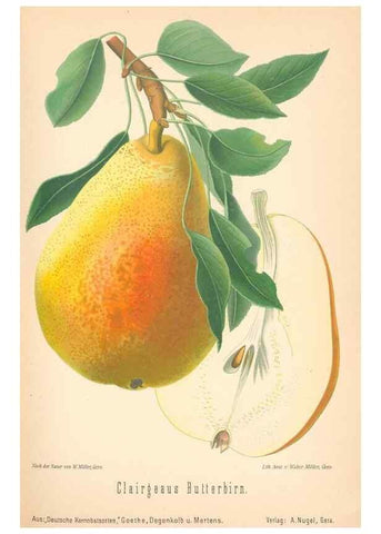 Reproducción/Reproduction 42216607732: Aepfel und Birnen,. Berlin,Paul Parey,1894.. 