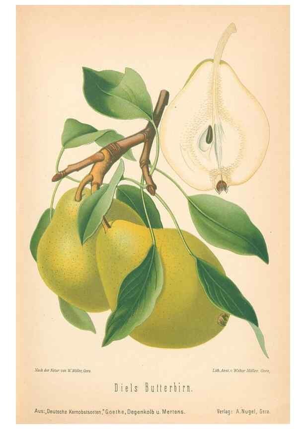 Reproducción/Reproduction 42216612322: Aepfel und Birnen,. Berlin,Paul Parey,1894.. 