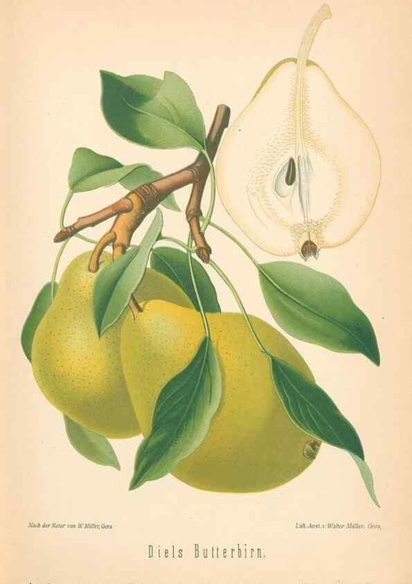 Reproducción/Reproduction 42216612322: Aepfel und Birnen,. Berlin,Paul Parey,1894.. 