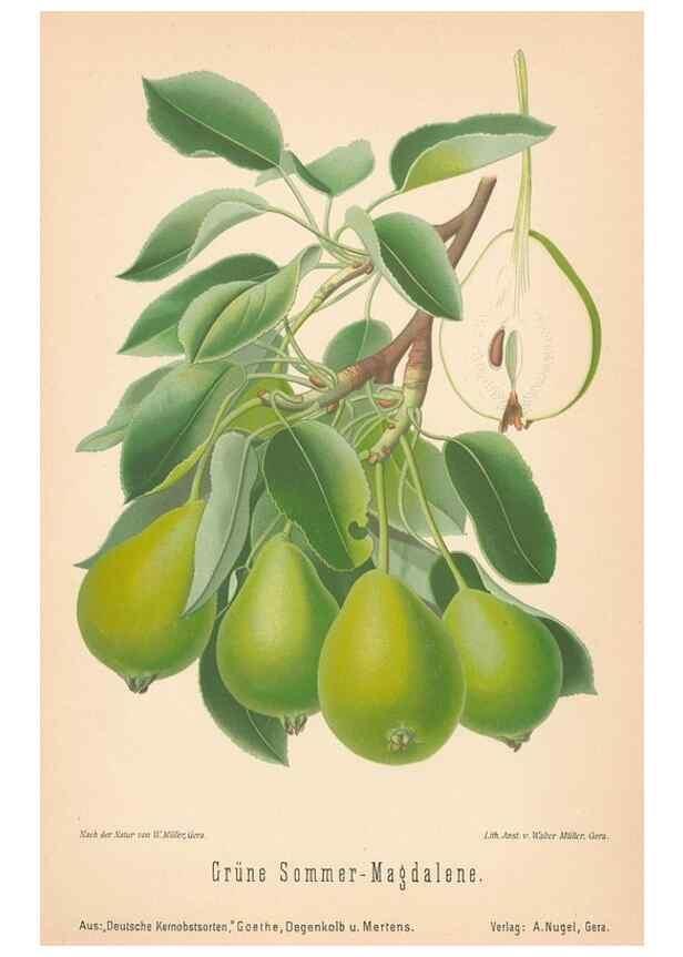 Reproducción/Reproduction 41541629264: Aepfel und Birnen,. Berlin,Paul Parey,1894.. 