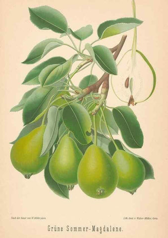 Reproducción/Reproduction 41541629264: Aepfel und Birnen,. Berlin,Paul Parey,1894.. 