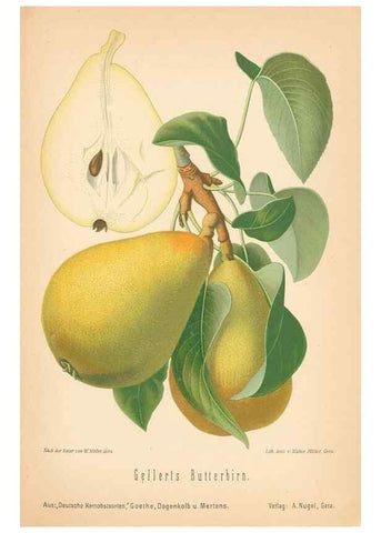 Reproducción/Reproduction 42216616582: Aepfel und Birnen,. Berlin,Paul Parey,1894.. 