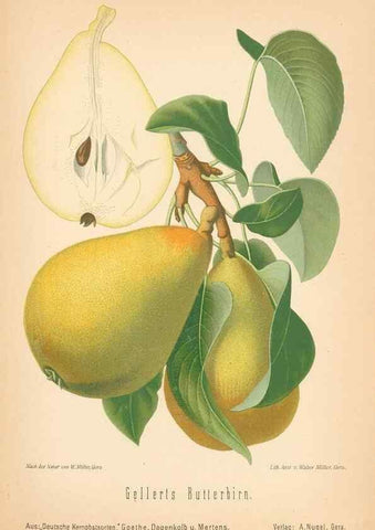 Reproducción/Reproduction 42216616582: Aepfel und Birnen,. Berlin,Paul Parey,1894.. 