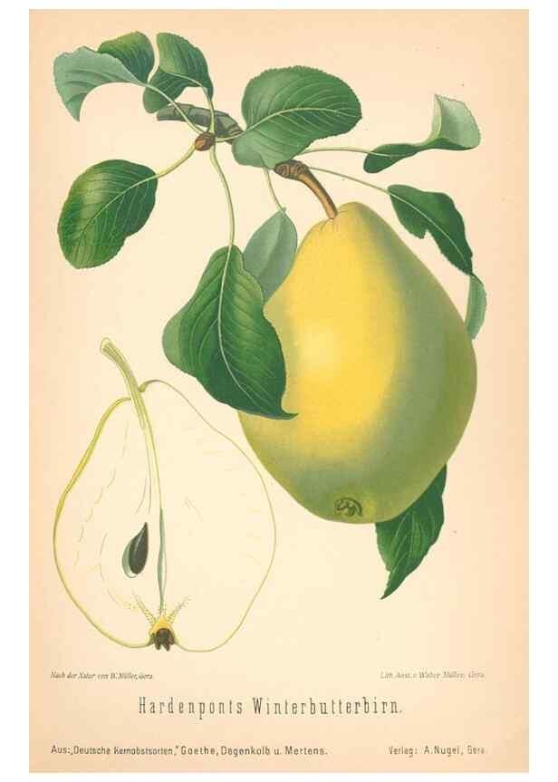 Reproducción/Reproduction 42263442651: Aepfel und Birnen,. Berlin,Paul Parey,1894.. 
