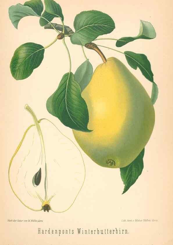 Reproducción/Reproduction 42263442651: Aepfel und Birnen,. Berlin,Paul Parey,1894.. 