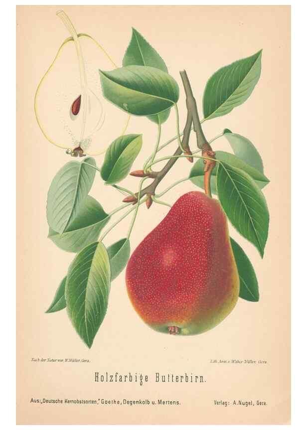 Reproducción/Reproduction 28389632378: Aepfel und Birnen,. Berlin,Paul Parey,1894.. 