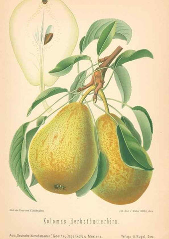 Reproducción/Reproduction 41361462585: Aepfel und Birnen,. Berlin,Paul Parey,1894.. 