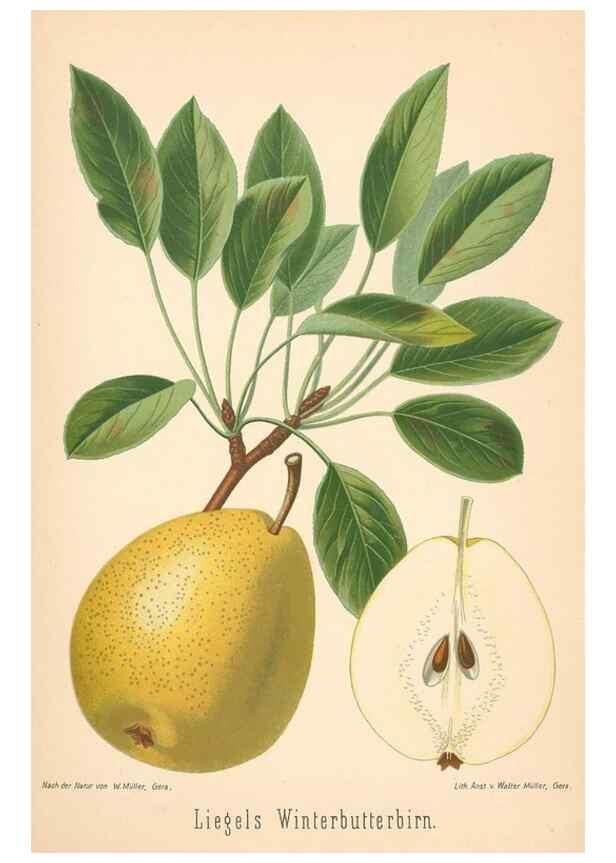 Reproducción/Reproduction 42216636392: Aepfel und Birnen,. Berlin,Paul Parey,1894.. 