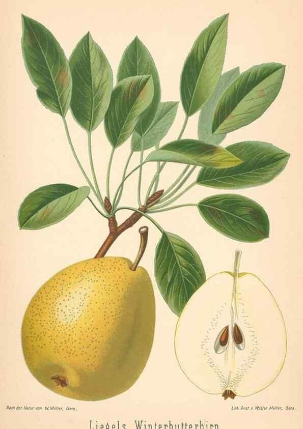 Reproducción/Reproduction 42216636392: Aepfel und Birnen,. Berlin,Paul Parey,1894.. 