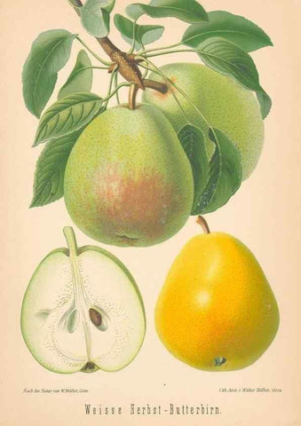 Reproducción/Reproduction 42263461751: Aepfel und Birnen,. Berlin,Paul Parey,1894.. 
