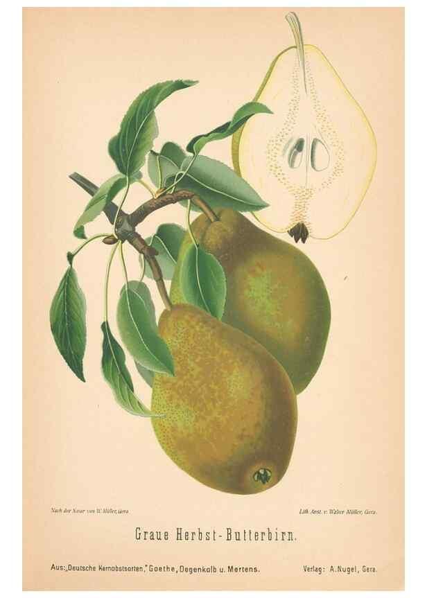Reproducción/Reproduction 28389625248: Aepfel und Birnen,. Berlin,Paul Parey,1894.. 