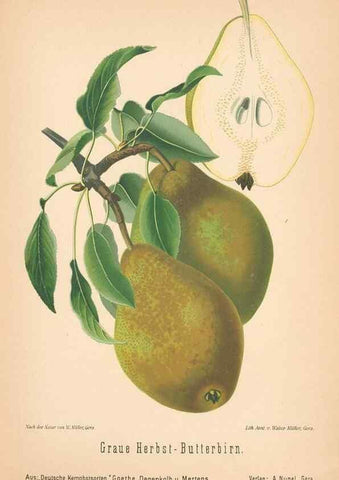 Reproducción/Reproduction 28389625248: Aepfel und Birnen,. Berlin,Paul Parey,1894.. 