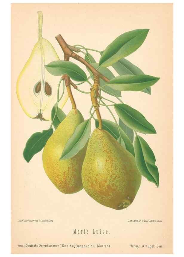 Reproducción/Reproduction 27392621787: Aepfel und Birnen,. Berlin,Paul Parey,1894.. 