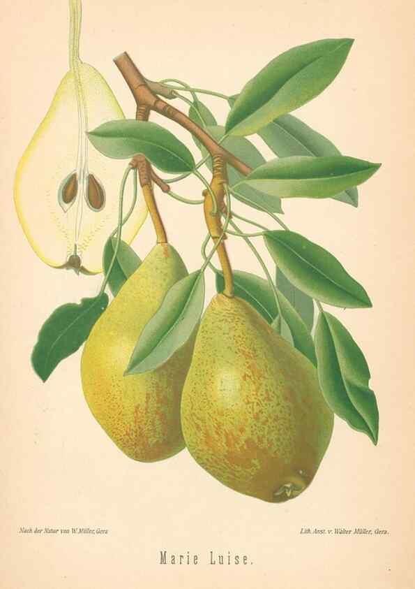 Reproducción/Reproduction 27392621787: Aepfel und Birnen,. Berlin,Paul Parey,1894.. 