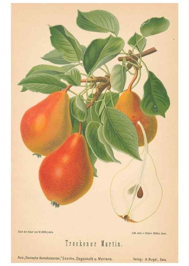 Reproducción/Reproduction 41541633834: Aepfel und Birnen,. Berlin,Paul Parey,1894.. 