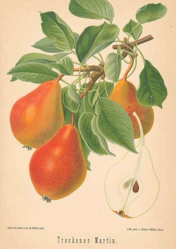 Reproducción/Reproduction 41541633834: Aepfel und Birnen,. Berlin,Paul Parey,1894.. 