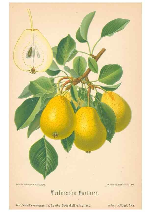 Reproducción/Reproduction 42216703512: Aepfel und Birnen,. Berlin,Paul Parey,1894.. 