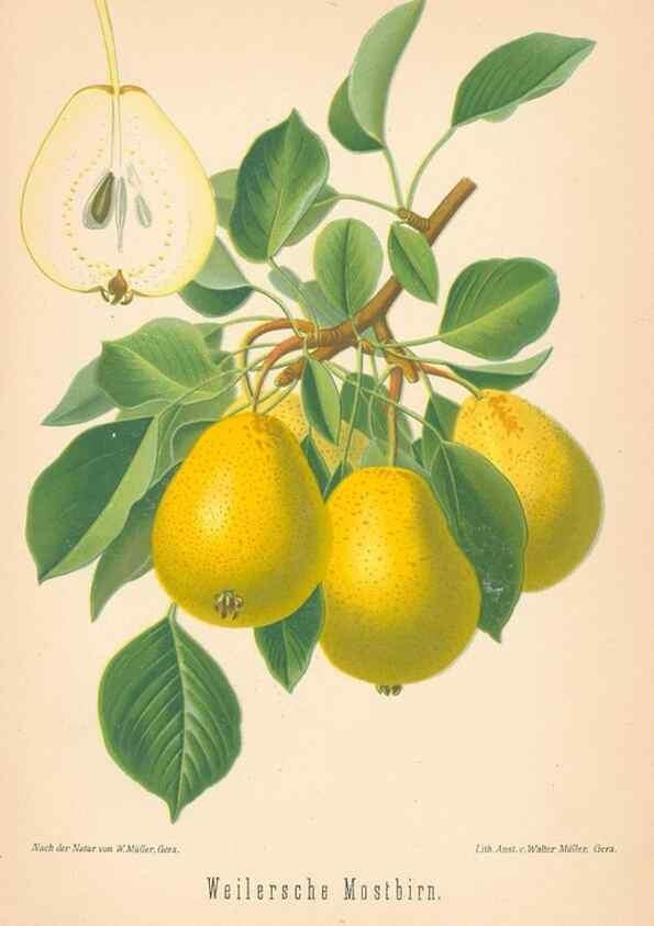 Reproducción/Reproduction 42216703512: Aepfel und Birnen,. Berlin,Paul Parey,1894.. 