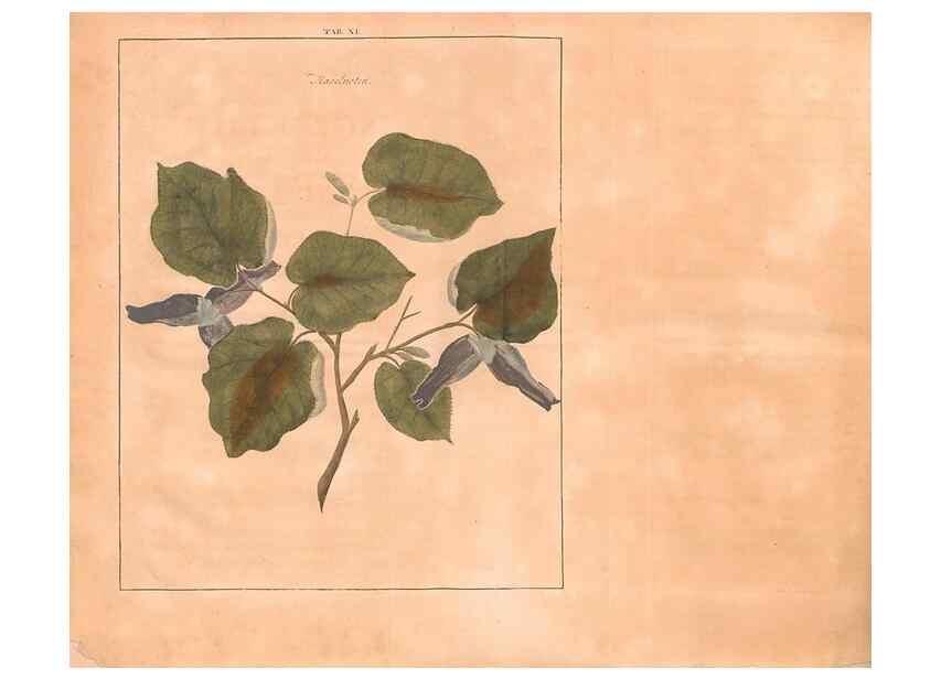 Reproducción/Reproduction 28405669908: Fructologie,. Amsterdam,M. Magérus,1771.. 