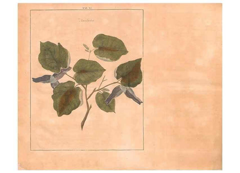 Reproducción/Reproduction 28405669908: Fructologie,. Amsterdam,M. Magérus,1771.. 