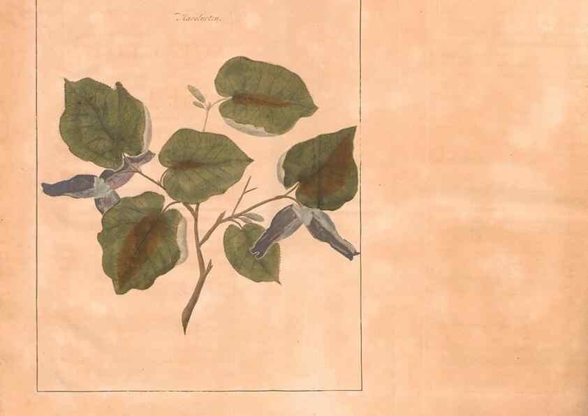 Reproducción/Reproduction 28405669908: Fructologie,. Amsterdam,M. Magérus,1771.. 